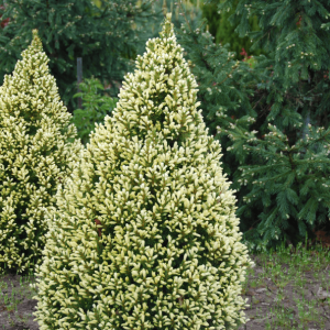 Smrek biely (Picea glauca) ´DAISY´S WHITE´ – výška: 40-60 cm, kont. C2L